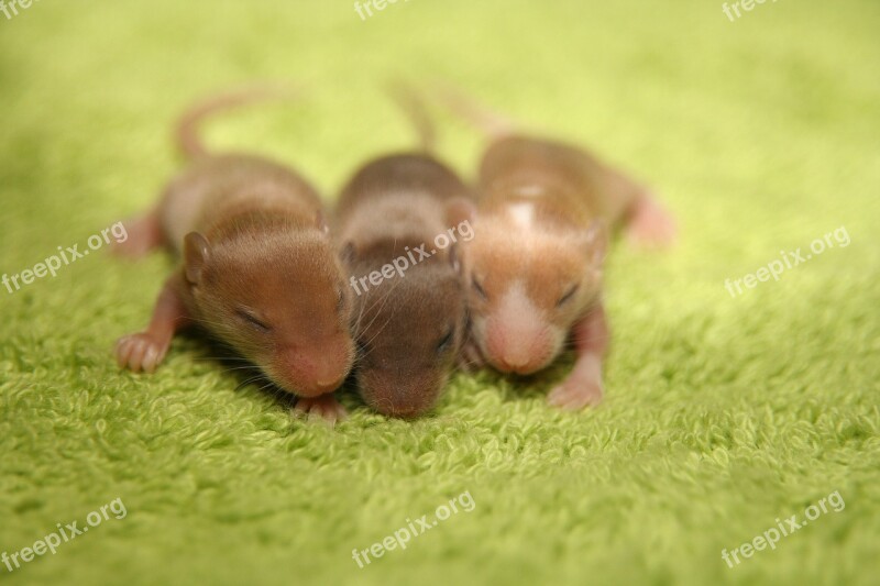 Mouse Color Mouse Baby New Young Animal