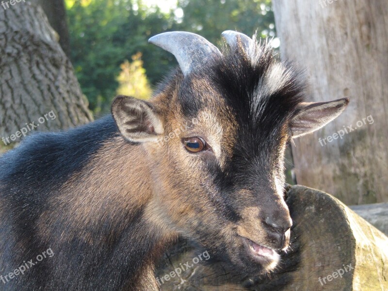 Goat Kid Nature Cute Domestic Goat