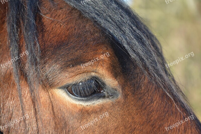 Equine Horse Brown Free Photos