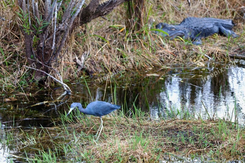 Florida Everglades Usa Water Nature