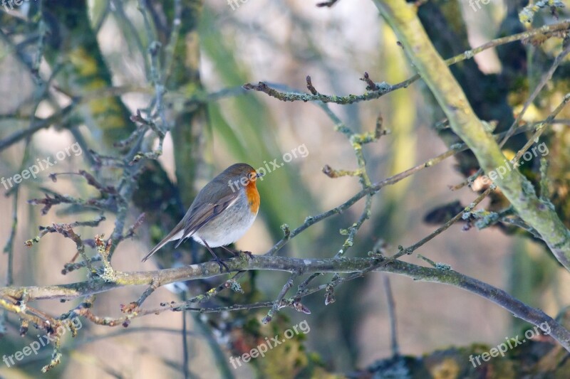 Robins Bird Natural Expensive Have