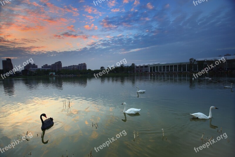 Swan The Scenery Garden Expo Lake Wuhan