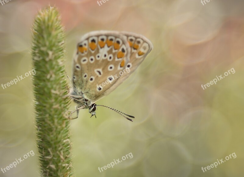 Common Blue Butterfly Common Bläuling Butterflies Blue