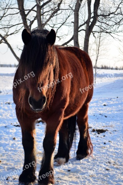 Horse Winter Snow Horses Field