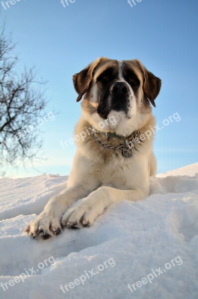 Dog Pet Sky Portrait Vigilant