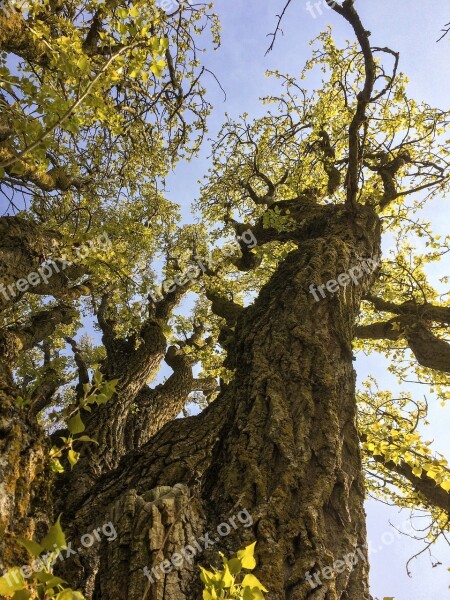 Spring Trees Poplar Branch Free Photos