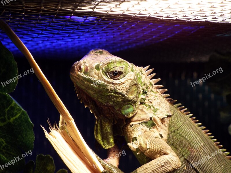 Iguana Reptile Captivity Free Photos