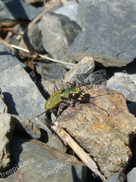 Cicindela Campestris Country Cicindela Green Beetle Coleoptera Free Photos