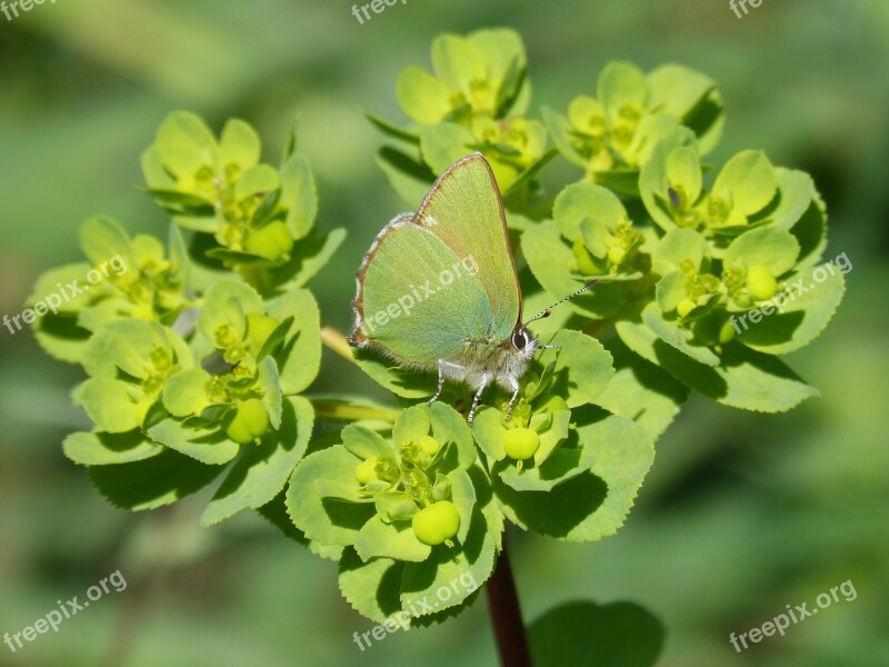 Cejialba Callophrys Rubi Butterfly Butterfly Green Detail