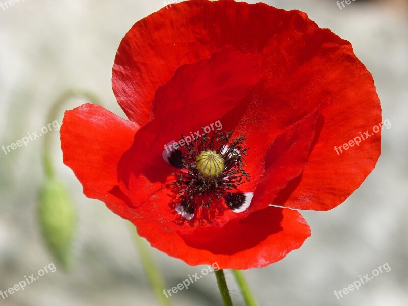 Poppy Ababol Rosella Flower Spring