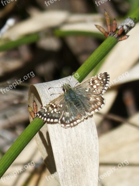 Grizzled Armoricanus Butterfly Merlet Grizzled Free Photos