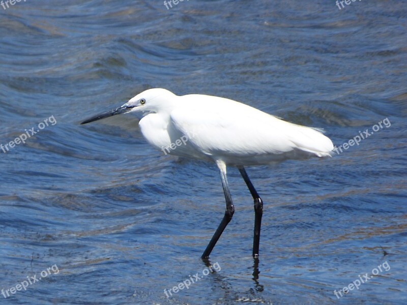 Little Egret Water Bird Martinet Blanc Ebro Delta Snowy Egret Egretta Garzetta