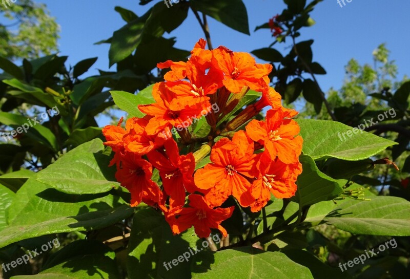 Flower Orange Scarlet Cordia Orange Geiger Tree Sebesten Plum