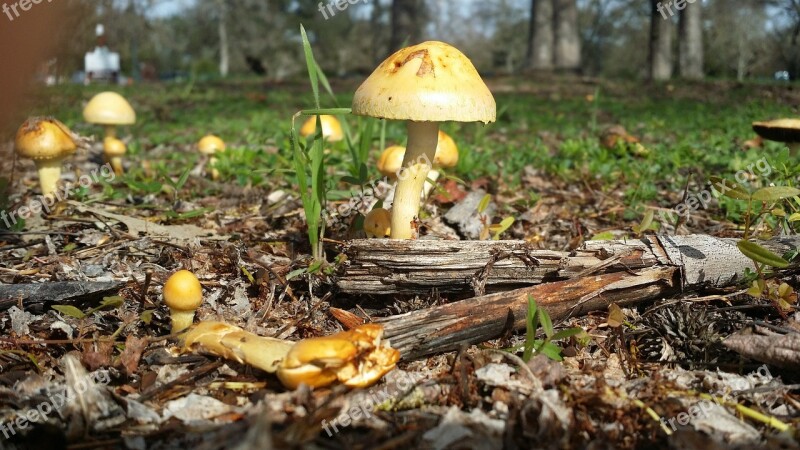 Micro Small Mushroom Plant Free Photos