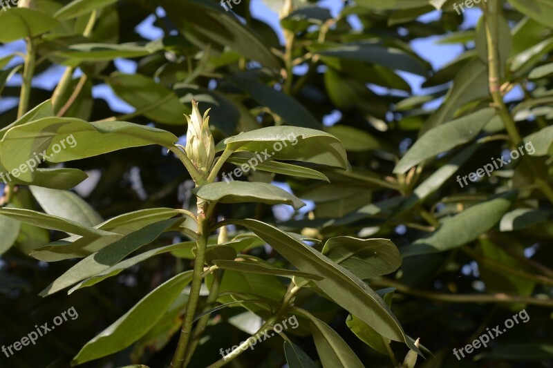 Rhododendron Bud Spring Blossom Bloom