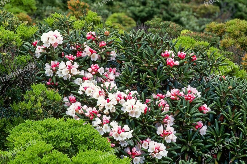 Flowers Yak The Rhododendrons Yakushima Island World Heritage Region June