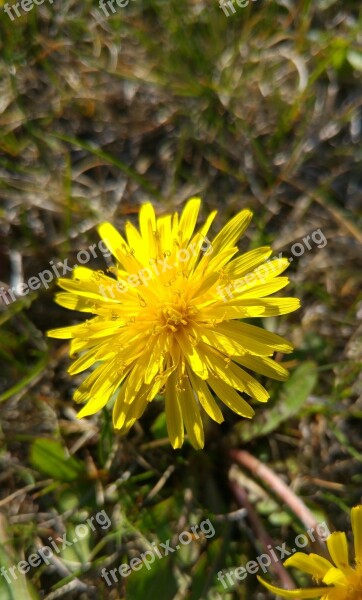 Dandelion Yellow Flower Spring Nice