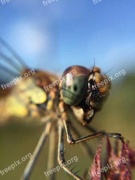 Dragonfly Damselfly Macro Insect Wildlife