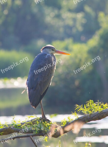 Grey Heron Bird Natural Bog Denmark