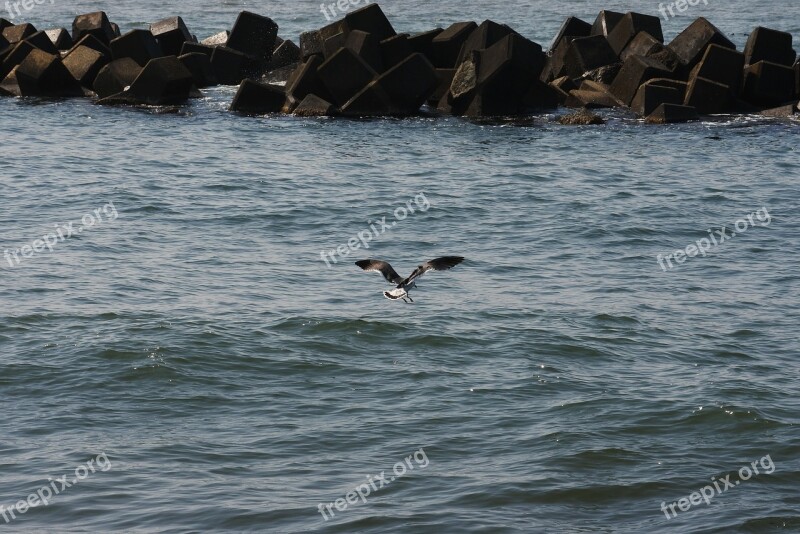 Animal Sea Sea Gull Seagull Seabird