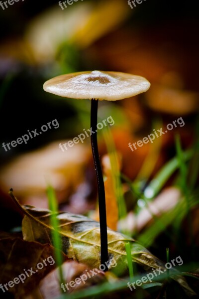 Sponge Forest Floor Autumn Natural Forest