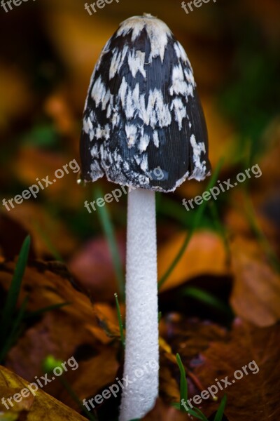 Sponge Forest Floor Autumn Natural Forest