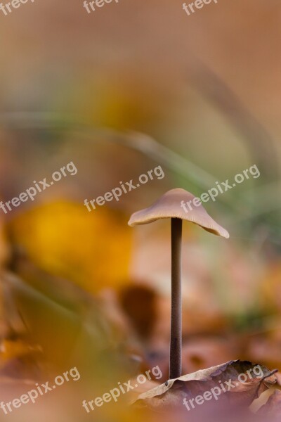 Sponge Forest Floor Autumn Natural Forest