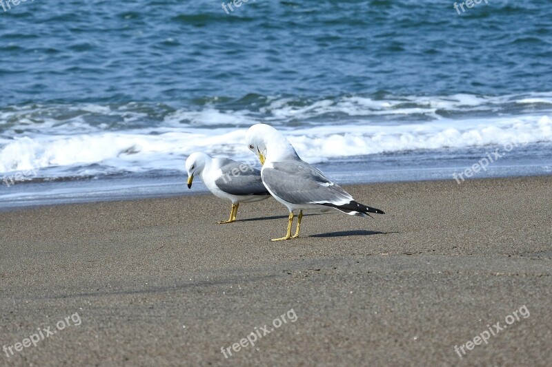 Animal Sea Wave Beach Sea Gull