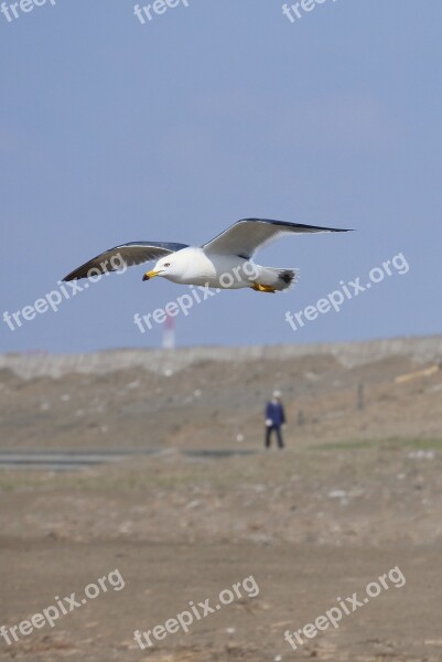 Animal Sky Beach Sea Gull Seabird