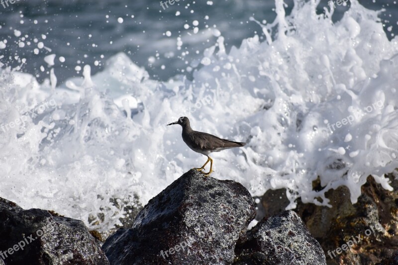 Bird Shorebird Splash Birdwatching Free Photos