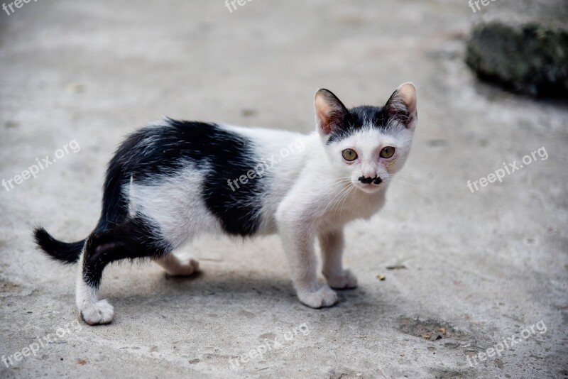 Cat Temple Cat Cute Persistent Petite