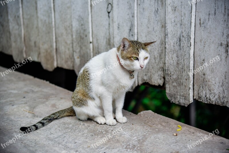 Cat Temple Cat Cute Persistent Petite