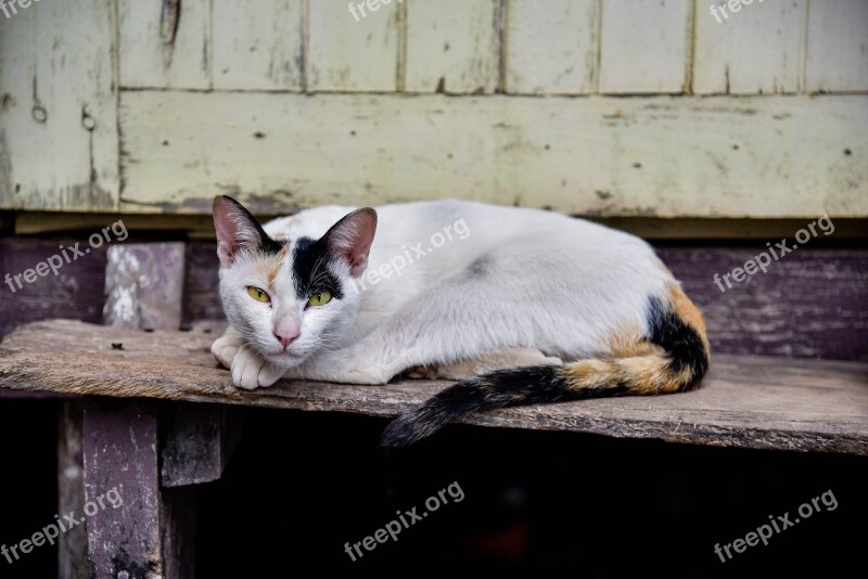 Cat Temple Cat Cute Persistent Petite