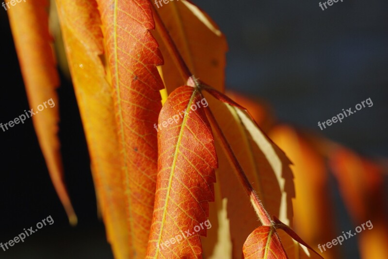 Leaves Foliage Autumn Dry Leaves Yellow