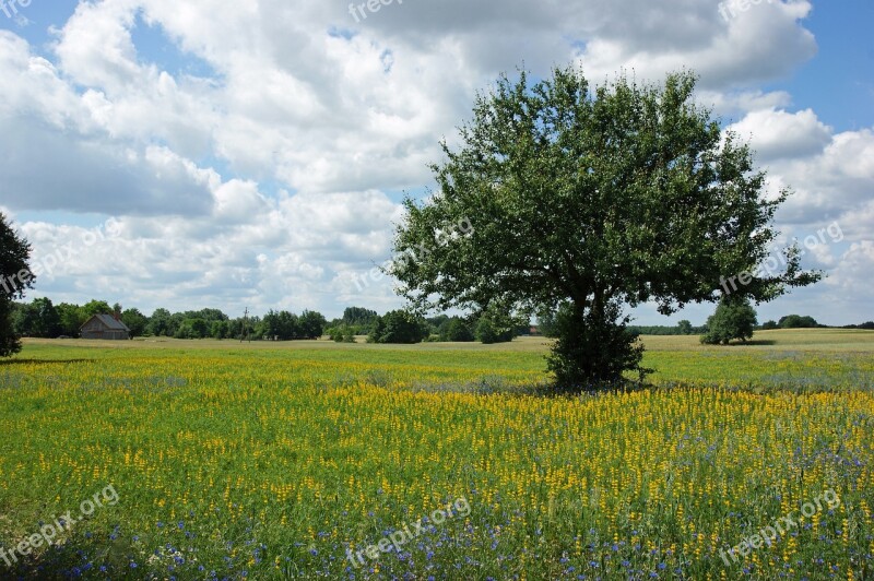 Tree Flowers Meadow Nature Spring