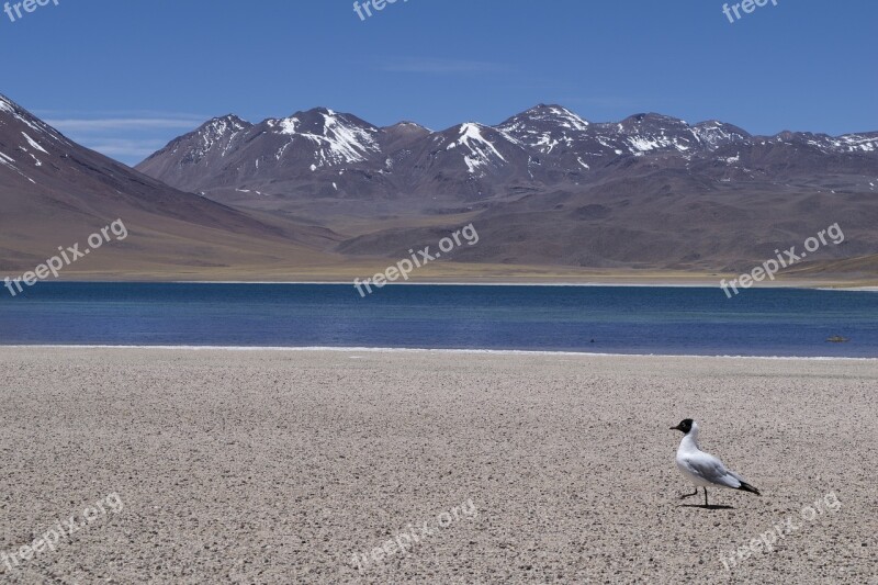 Chile Atacama Volcanoes Desert Laguna