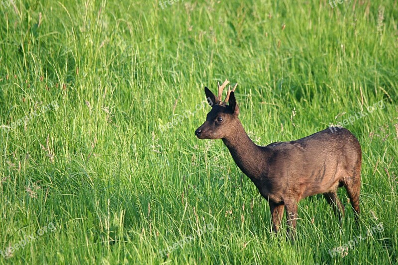 Roe Deer Bock Deer Dark Free Photos