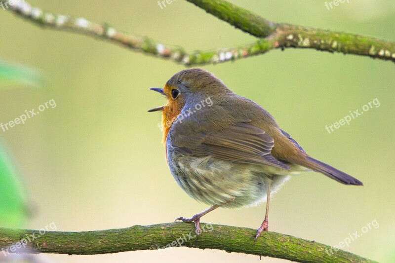 Robin Sings Bird Sweet Small Bird