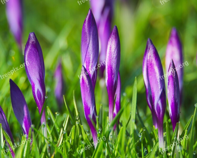 Spring Crocus Flowers Purple Blossom