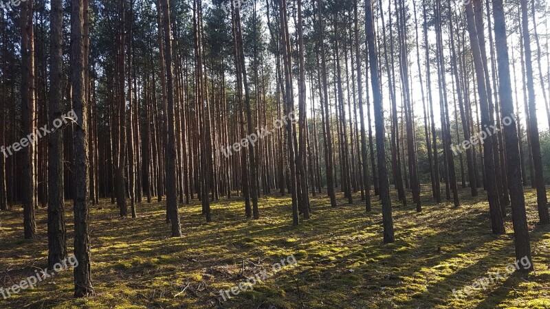 Forest Family Tree Spruce Photos Free Photos