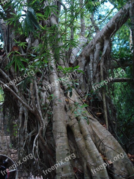 Tropical Tree Trunk Jungle Nature Trunk