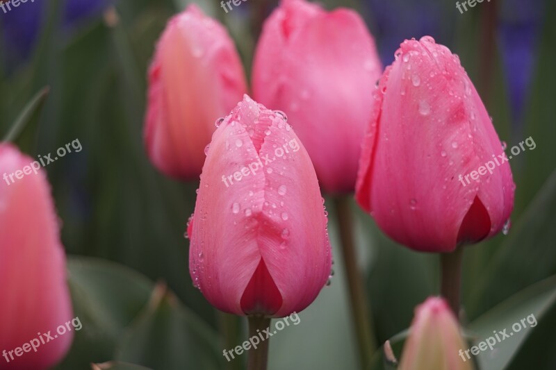 Tulip Stone Elephant Lake Chengdu Free Photos