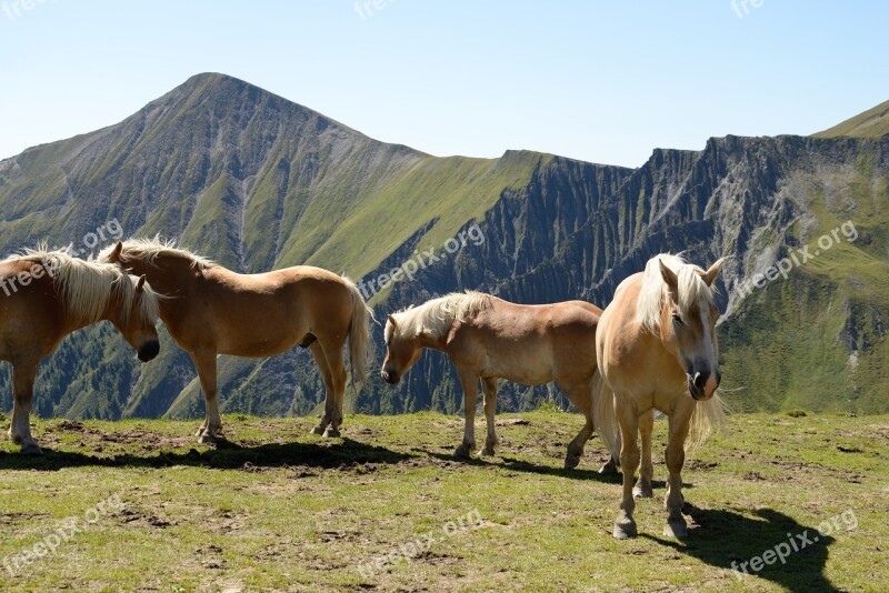 Horse Haflinger Mountain Alps Summer