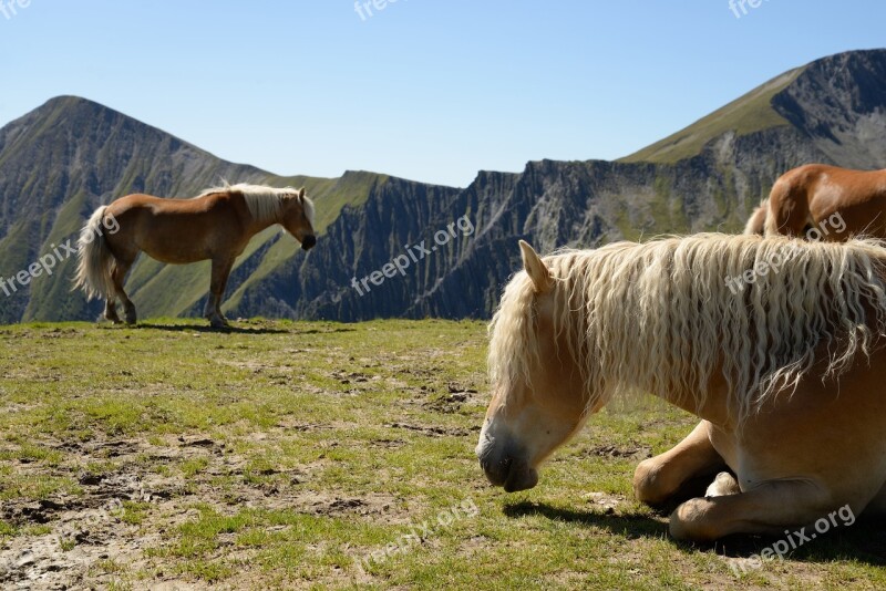 Horse Haflinger Mountain Summer Animal