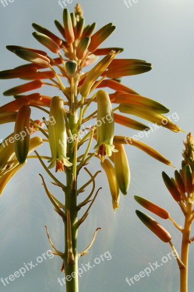 Aloe Blossom Bloom Aloe Vera Botanical