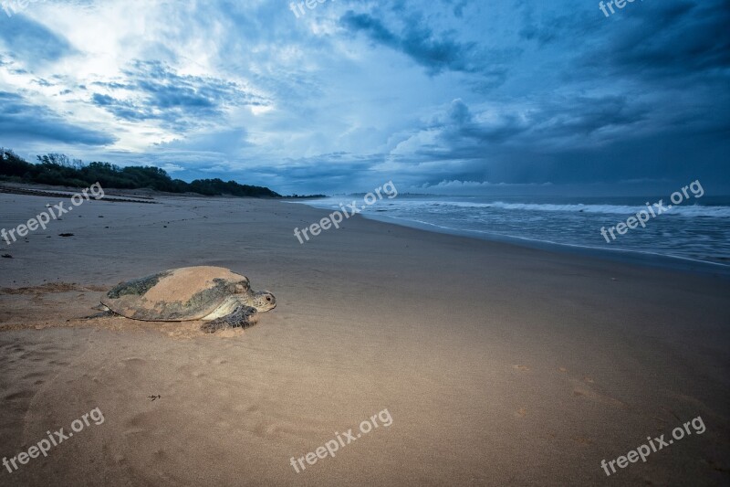 Turtle Mydas Females The Sea To Go Before Dawn Ujung Origin Coast