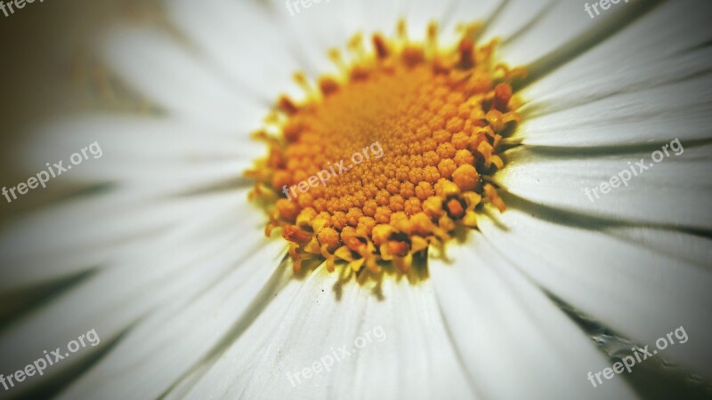 Flower Yellow White Micro Free Photos