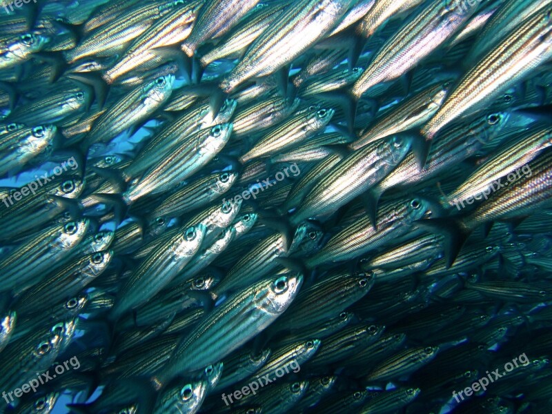 Shoal Fish Galápagos Diving Underwater