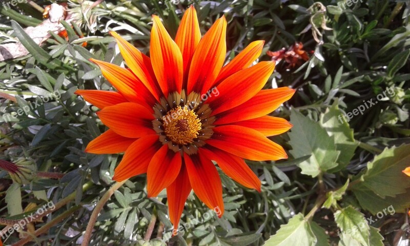 Flower Gazania Close-up Summer Spring