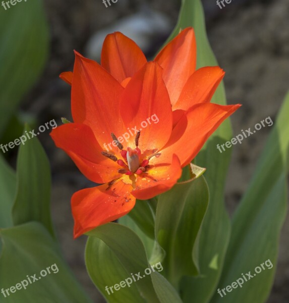 Flowers Tulips Spring Tulip Spring Red Tulip